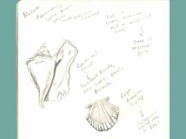 journal page of pencil sketches of various shells with handwritten notes