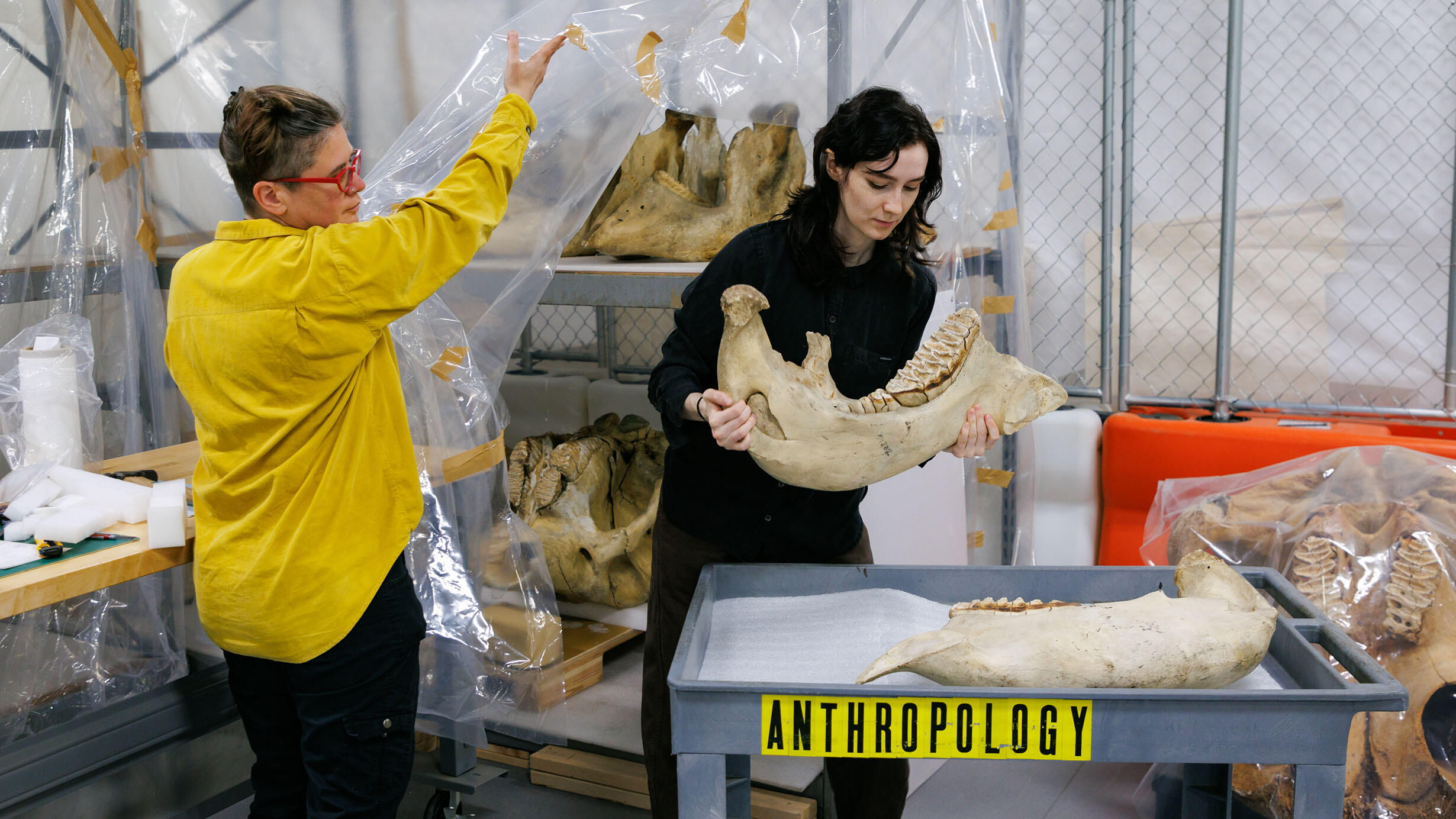 Conserving and Digitizing Elephant and Bovid Collections | AMNH