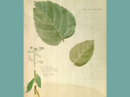 journal page of water color leaf illustrations and handwritten notes in script