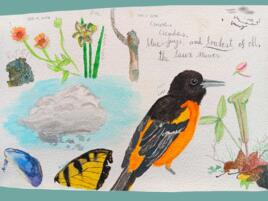 journal page on rough paper with watercolor illustrations of an orange and black bird and various plants with handwritten notes