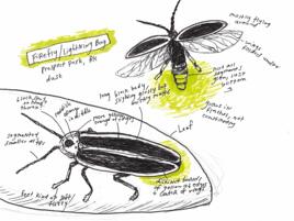 journal page of lantern fly illustration in pen and marker with various labels and notes