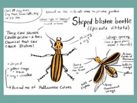 journal page with illustration of an orange and black striped blister beetle with labels and notes