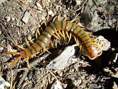 A multi-legged arthropod on dry soil.