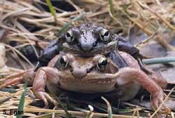 amplexus_woodfrogs_scottegan_med.jpg