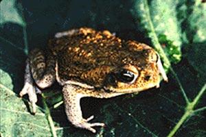 canetoad_USGS_med.jpg