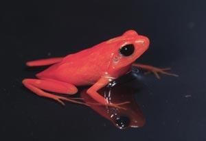 golden_mantella_frog_med.jpg