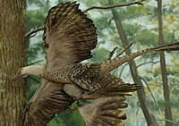 microraptor.jpg