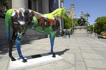 Horse Gallery 8