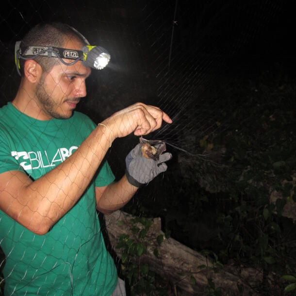 Researcher wearing headlamp, removing a bat from a net