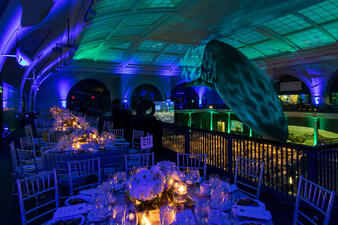 Round tables decorated with flowers, glasses and tableware are positioned in the balcony overlooking the life-sized blue whale model in the Museum's Hall of Ocean Life.