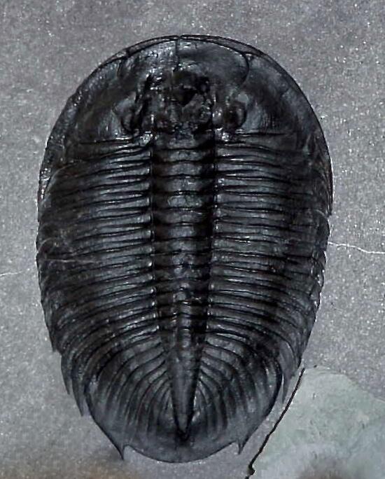 A fossilized Asaphopsoides brevican trilobite in a stone slab. This rare Ordovician species from China often attained lengths of ten inches.