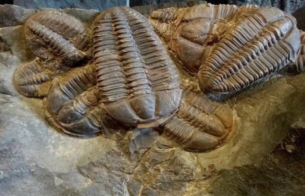 Over seven trilobite fossils layered on top of one another in rock.