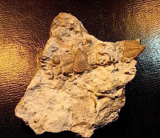 Roughly four partial trilobite fossils in rock.