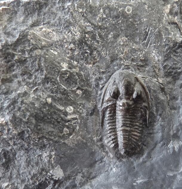 A fossilized Ditomopyge olsoni trilobite in a stone slab.