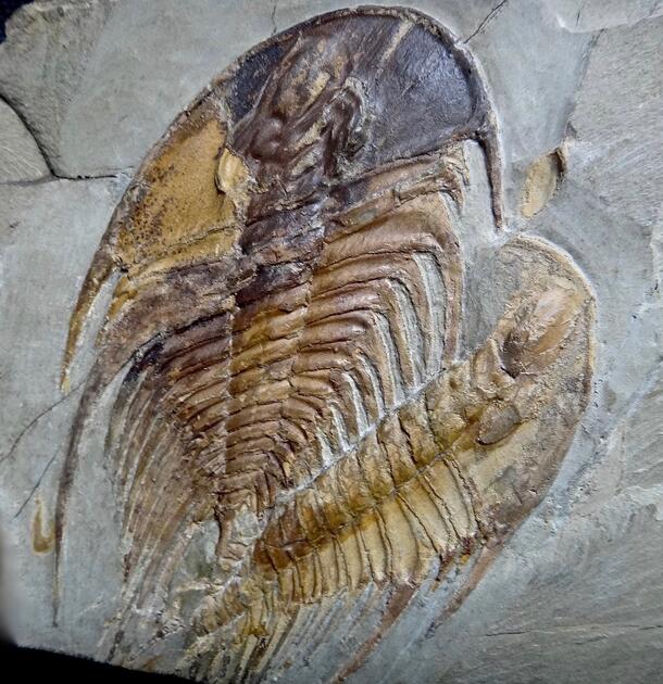 Two overlapping trilobite fossils in rock.