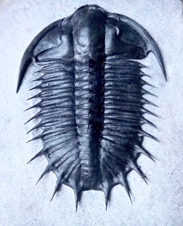 Trilobite fossil.