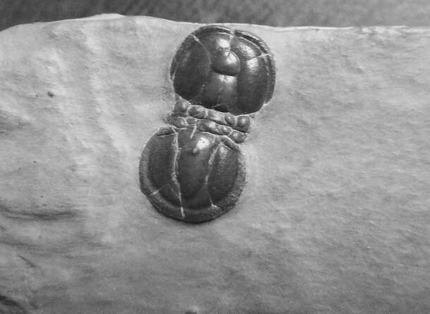 Round trilobite fossil protruding from rock.