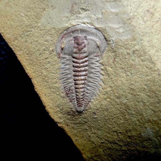 Trilobite fossil encased in rock.