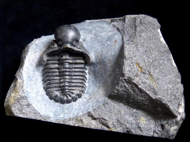 Actinopeltis globosus image of trilobite