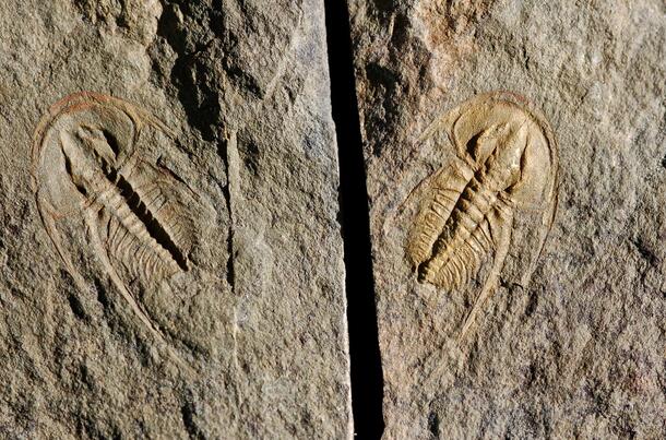 Archaeaspis macropleuron image of trilobite