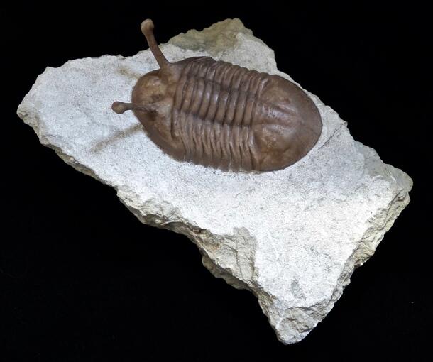 Asaphus kowalewskii image of trilobite