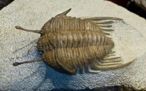 Cybele panderi image of trilobite