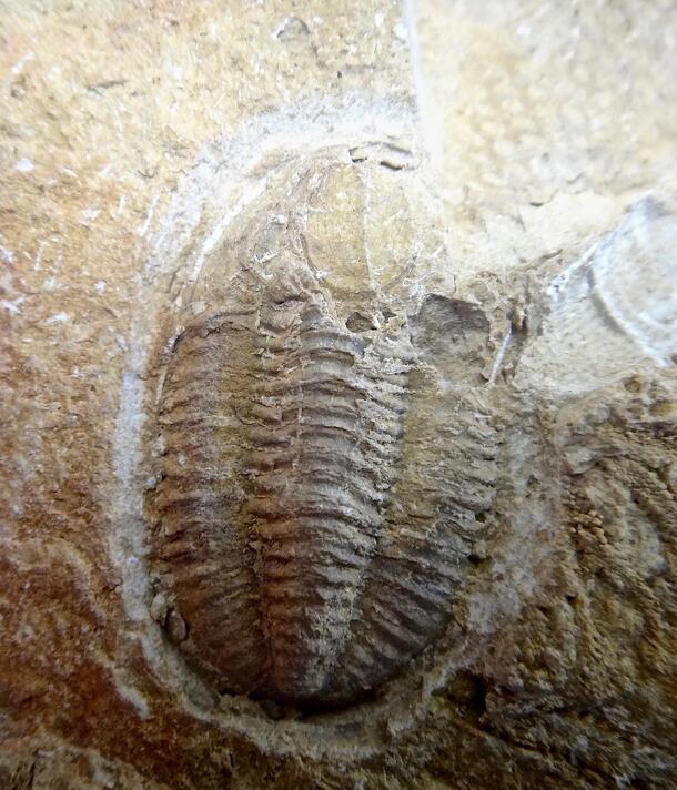 Trilobite fossil in rock.