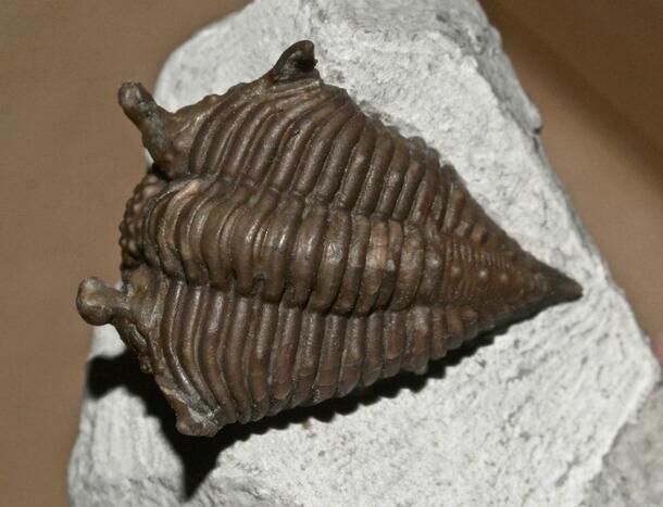 Encrinurus macrourus trilobite image