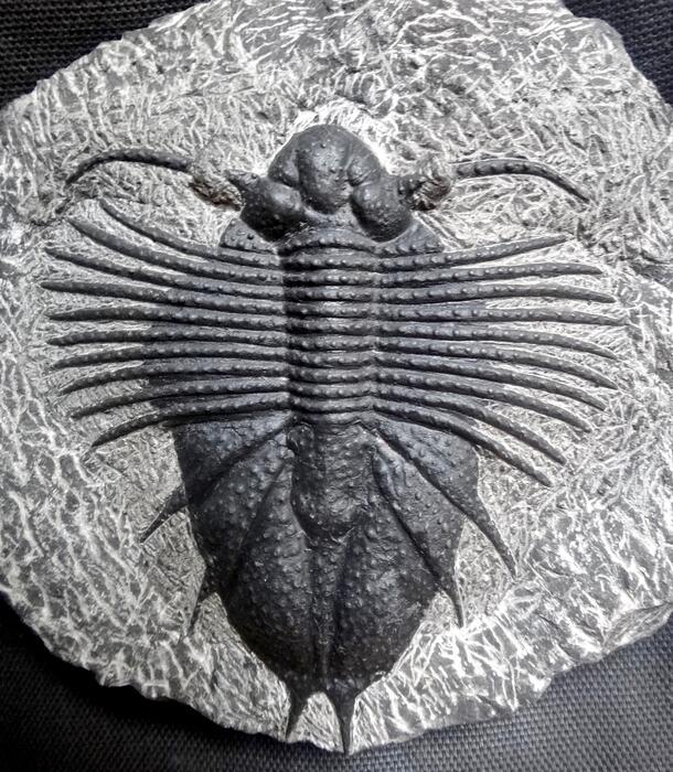Fake 3 image of trilobite
