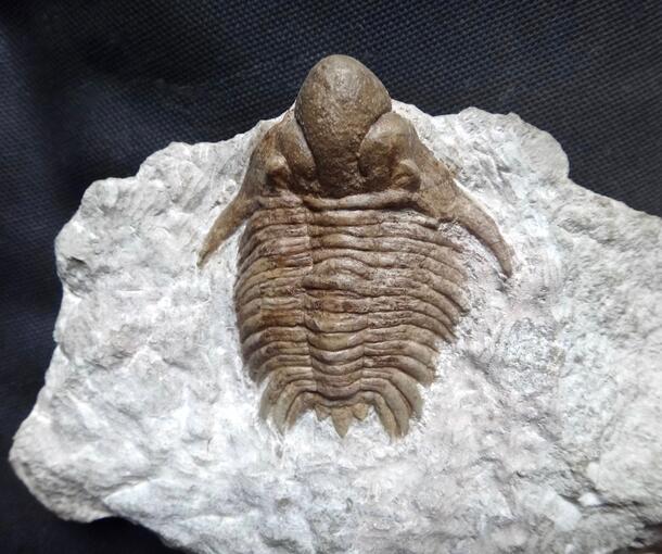 Fake 4 image of trilobite