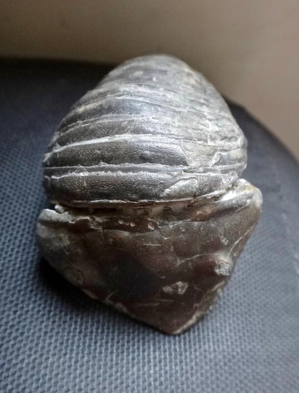Fake 6 image of trilobite