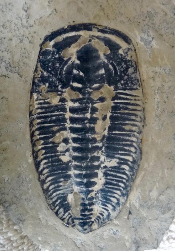 Fake 7 image of trilobite