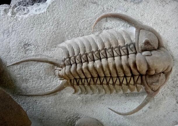 Fake 8A image of trilobite