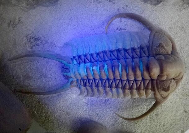 Fake 8B image of trilobite