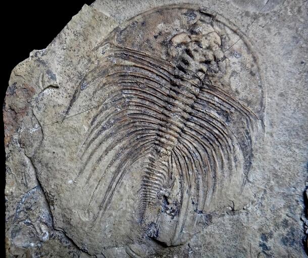 Olenellus fowler image of trilobite