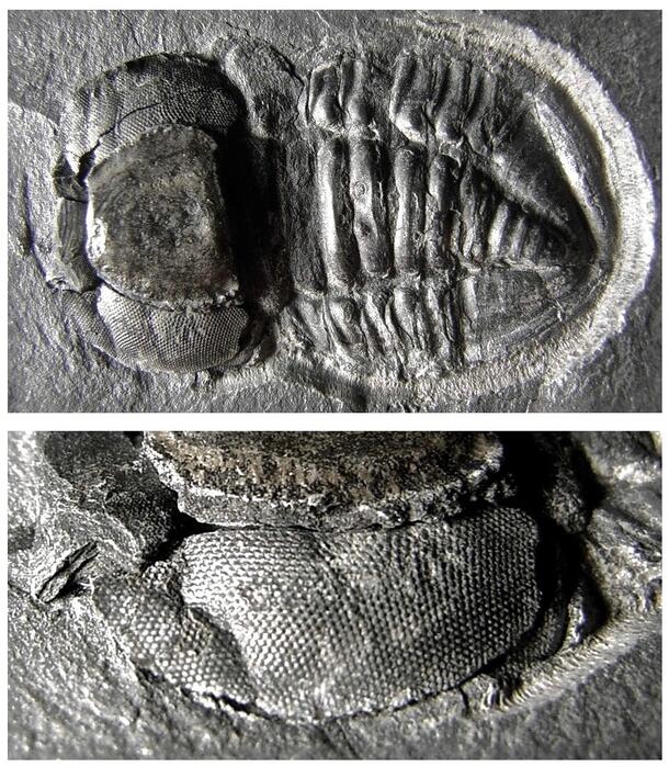 Pricyclopyge binodosa with eyes image of trilobite
