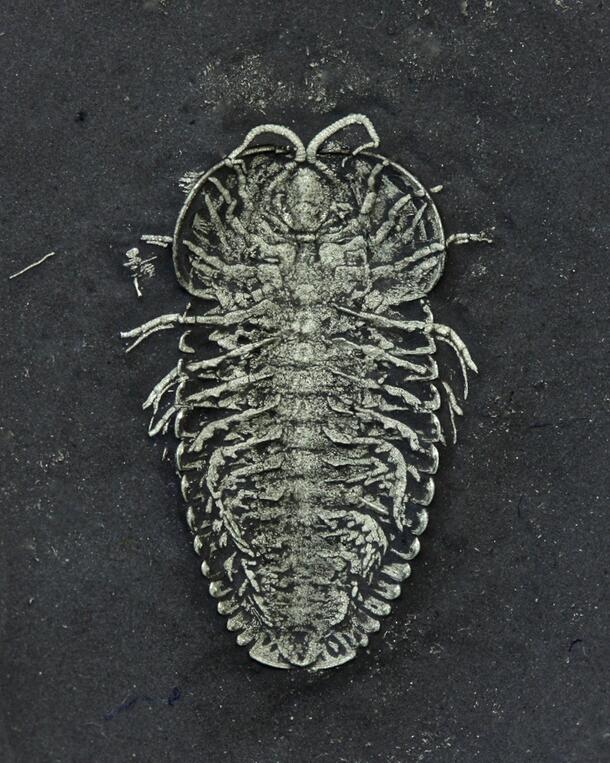 Triarthrus eatoni trilobite image