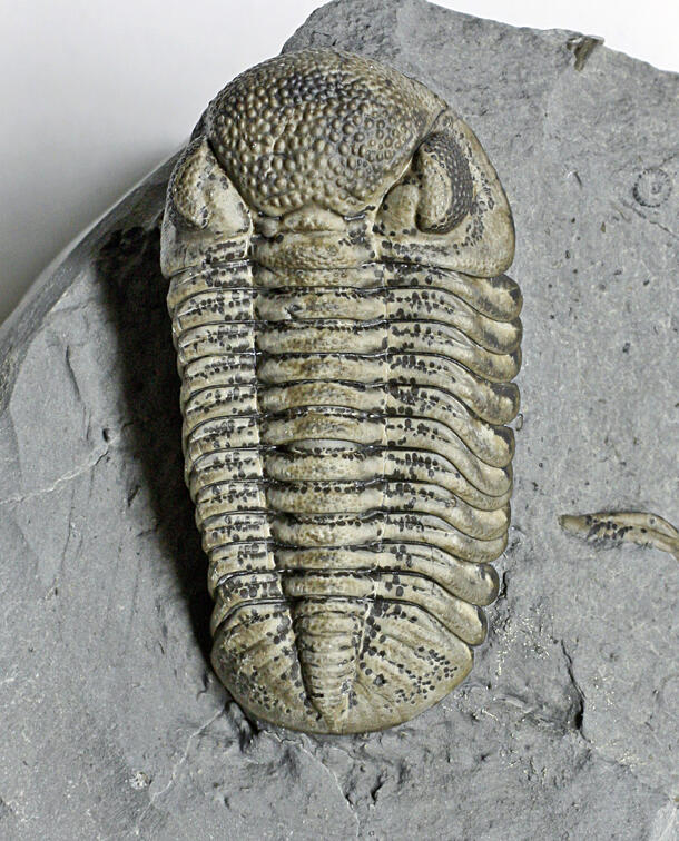 Image of spotted trilobite