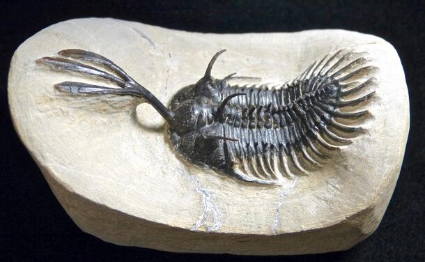 Walliserops trifurcates 1 image of trilobite