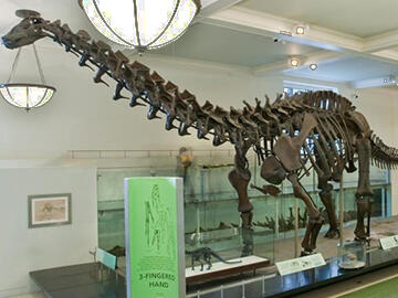 Apatosaurus excelsus fossil
