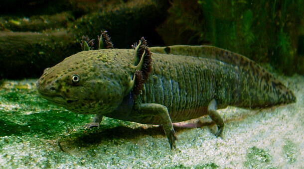 Axolotl.jpg