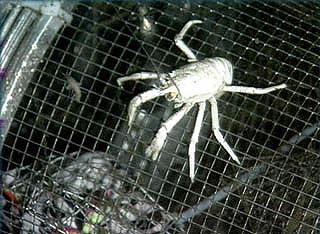 Deep sea hydrothermal vent crab being collected on sea floor.