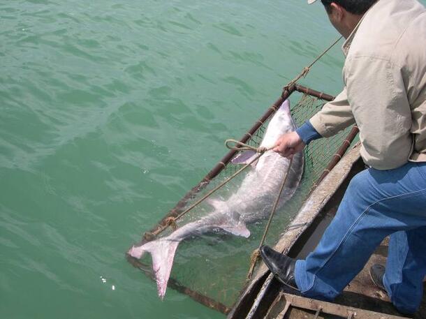 Beluga Sturgeon_IOCS