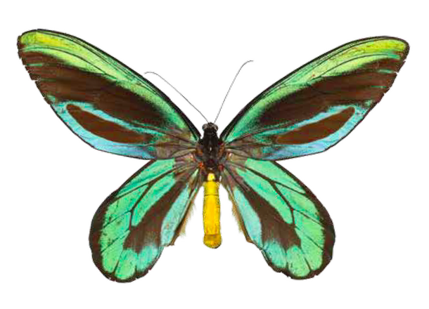 Ornithoptera alexandrae