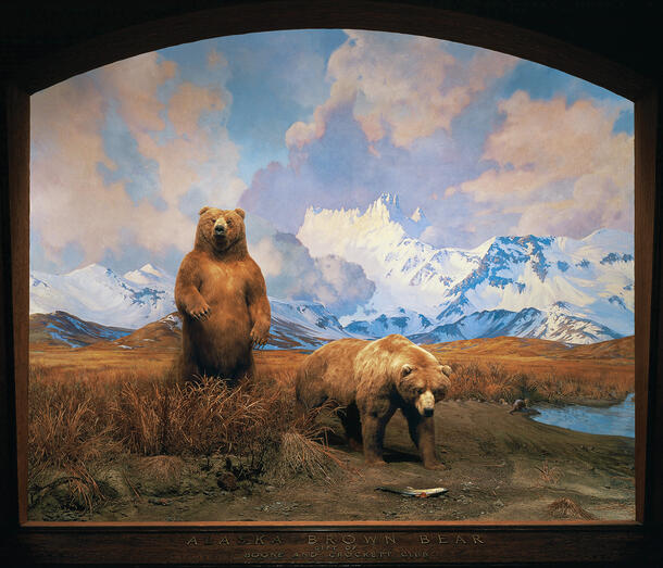 Brown_Bear_Diorama