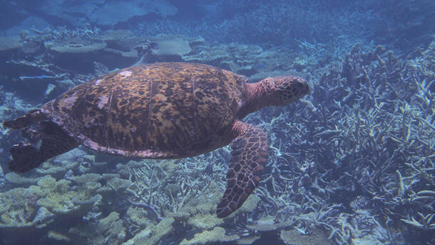 Sea turtle swimming under water