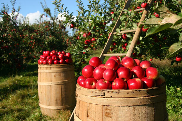 Apple orchard