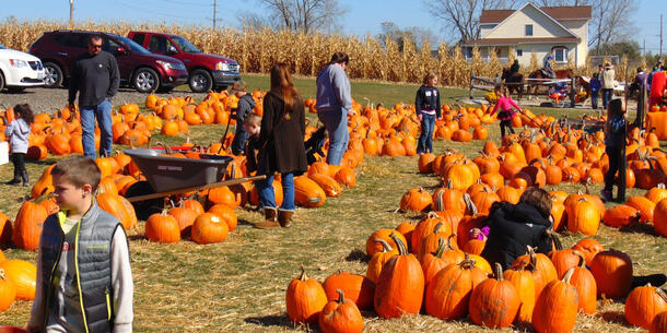 Pumpkin picking