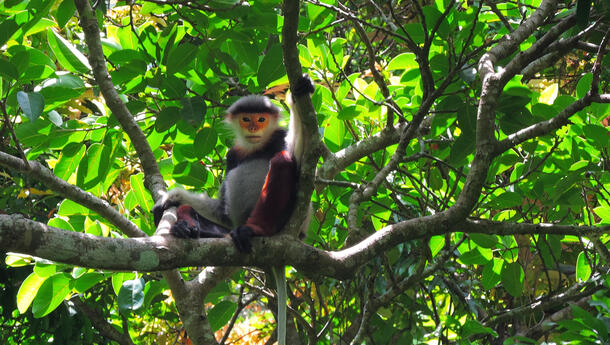 Red-shanked douc spotted during a field survey in Central Vietnam.