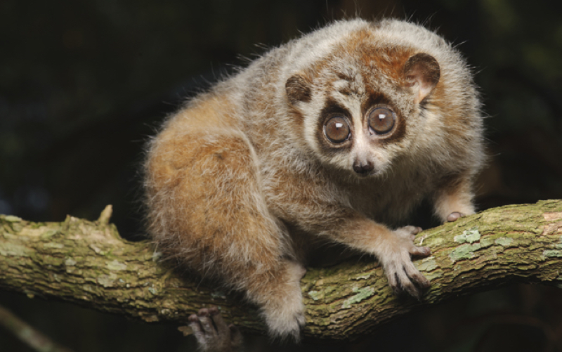 slow loris on a tree branch